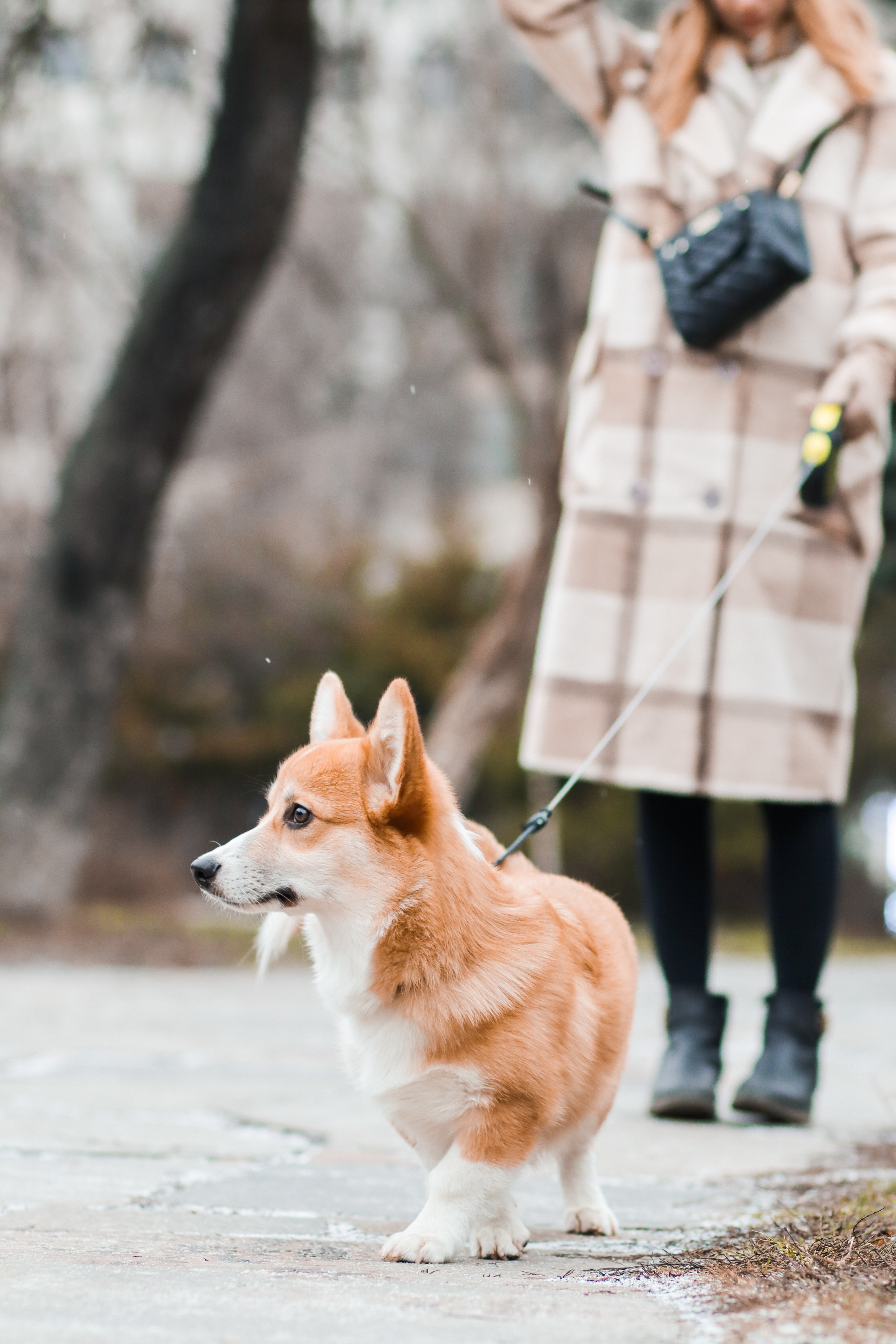 A resident walking a dog outdoors